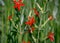 Royal catchfly Silene regia with bright red flowers in selective focus against a blurred green background