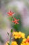 Royal catchfly Silene regia, flowering in garden