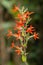 Royal catchfly Silene regia, raceme with starry red flower