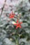 Royal catchfly Silene regia, red flowers in garden