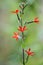 Royal catchfly Silene regia, starry red flowers and buds