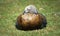 Royal cauquen resting on a field of grass. Native bird from South America,