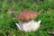 Royal cep in wood moss