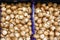 Royal champignons. Group of champignons. Background of fresh champignons. Photo of edible mushrooms. Grocery banner