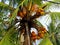 Royal coconut palm closeup