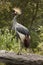 Royal crane balearica regulorum