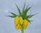 Royal Crown (Fritillaria imperialis), South Bohemia