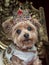 Royal dog portrait with jeweled crown, gown and gold throne