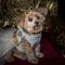 Royal dog portrait. Small dog in regal clothing siting on a gold throne
