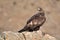 Royal eagle perches on the rock next to a dam