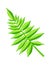 Royal Fern Decorative Leaf Vector Illustration
