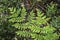 Royal fern green fronds