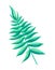 Royal Fern Tropical Leaf, Vector Illustration