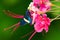 Royal Firetip butterfly on tropical flower