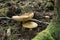 Royal fly agaric, Amanita regalis