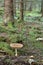 Royal fly agaric, Amanita regalis growing in fir forest