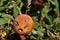 A Royal Gala apple damaged by hail