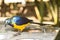 Royal Golden Breasted Starling