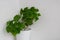 Royal green geranium, garden pelargonium in flower pot on white background