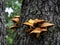 Royal honey mushrooms colony grow on the trunk of a tree. Pholiota aurivella in the forest in autumn, close up