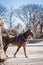 Royal horse carriage rides in Central Park on the fountain square with the branches of the naked trees of late winter