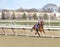 Royal Inheritance winning at Aqueduct Racetrack