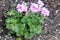 Royal Lavender Ivy Leaf Geranium, Pelargonium peltatum `Royal Lavender`