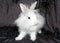 The royal lion\'s rabbit