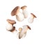 Royal oyster mushrooms (Pleurotus eryngii) in the air isolated on a white background