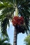 Royal palm fruit