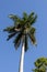 Royal Palm Roystonea regia tree