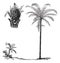 Royal Palm or Roystonea regia, vintage engraving