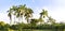 Royal palm trees panorama