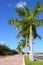 Royal palm trees row in tropical garden road