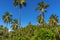 Royal Palm trees tower above the forest canopy in Saint Vincent