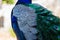 Royal Peafowl or King Peafowl immortalized in captivity