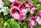 Royal Pelargonium, Aristo Orchid with a large two-tone pink flower.