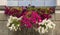 Royal pelargonium flowers - Pelargonium grandiflorum