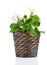 Royal Pelargonium - Geranium in pot
