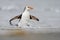 Royal Penguin (Eudyptes schlegeli) coming out the water