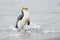 Royal Penguin (Eudyptes schlegeli) coming out the water