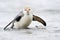 Royal Penguin (Eudyptes schlegeli) coming out the water