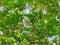 Royal poinciana Biancaea sappan tree background