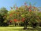 Royal Poinciana in bloom - 1