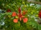 Royal poinciana blooming on a tree
