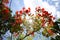 Royal Poinciana Blossoms Backlit by Sun