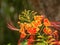 Royal Poinciana or Flamboyant Delonix regia