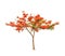 Royal Poinciana or Flamboyant tree