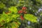 Royal poinciana gulmohar tree forest jungle flowers leaf green