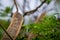 Royal poinciana seed pods